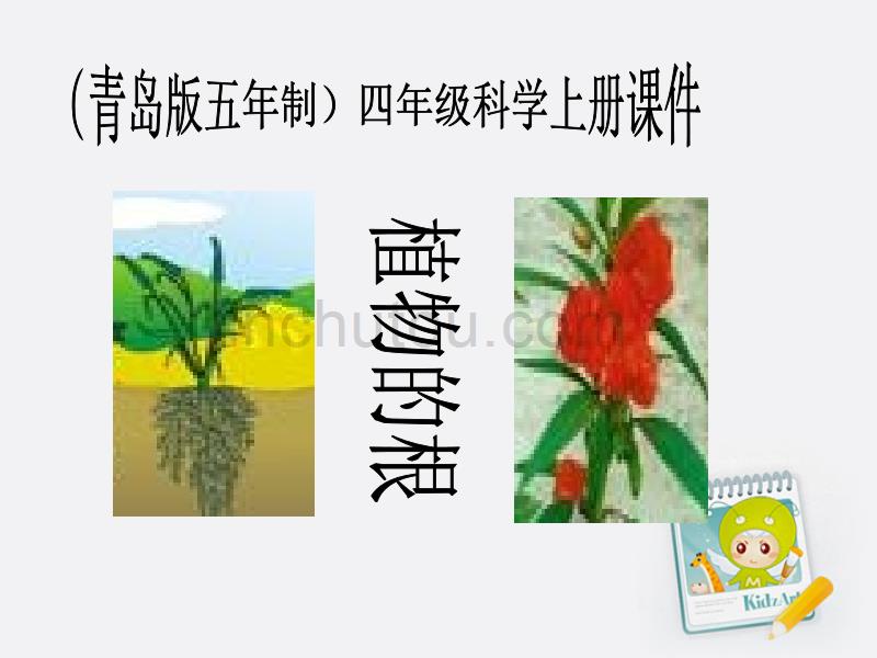 四年级科学上册 植物的根 1课件 青岛版五年制_第1页