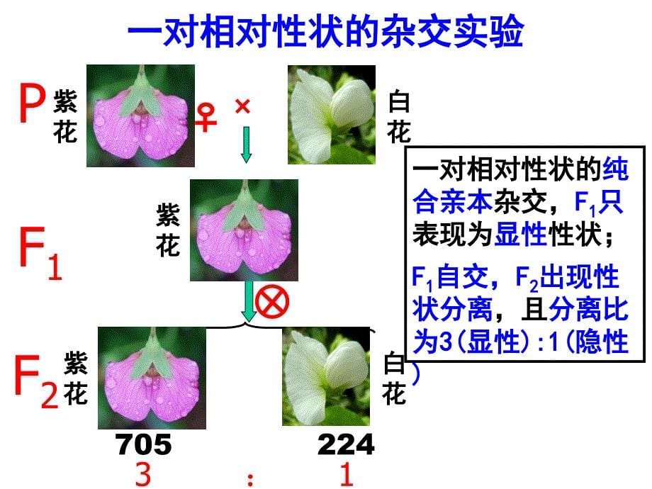 分离定律(第课时)_第5页