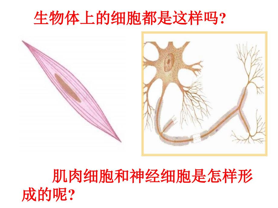 七年级生物动物体的结构层次_第4页