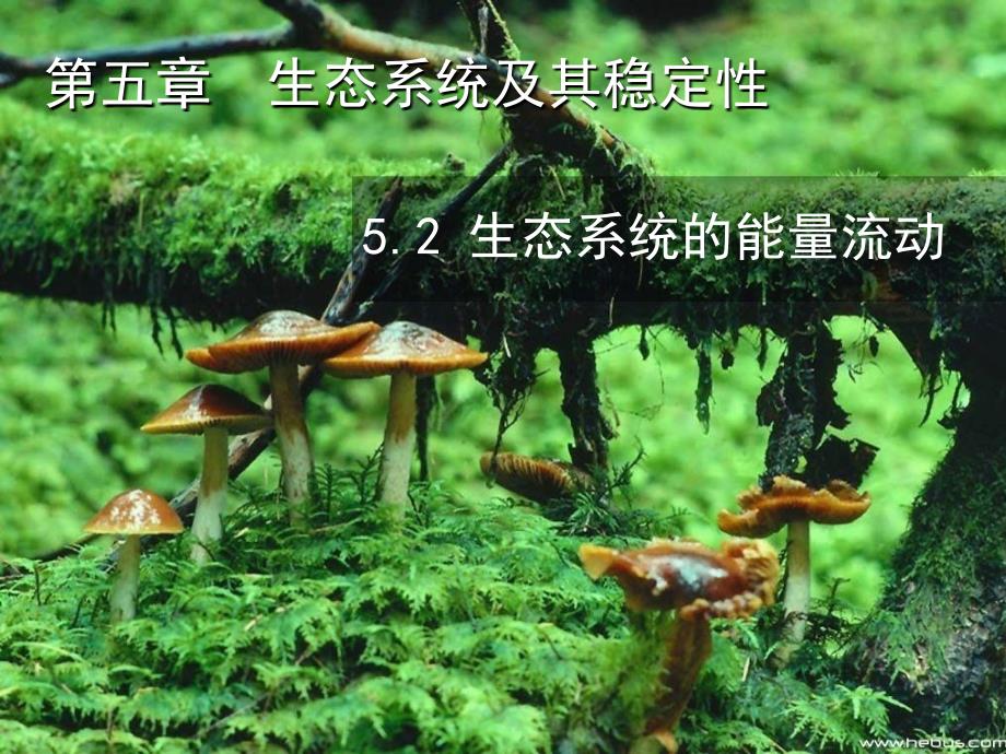 生态系统能量流动_第1页