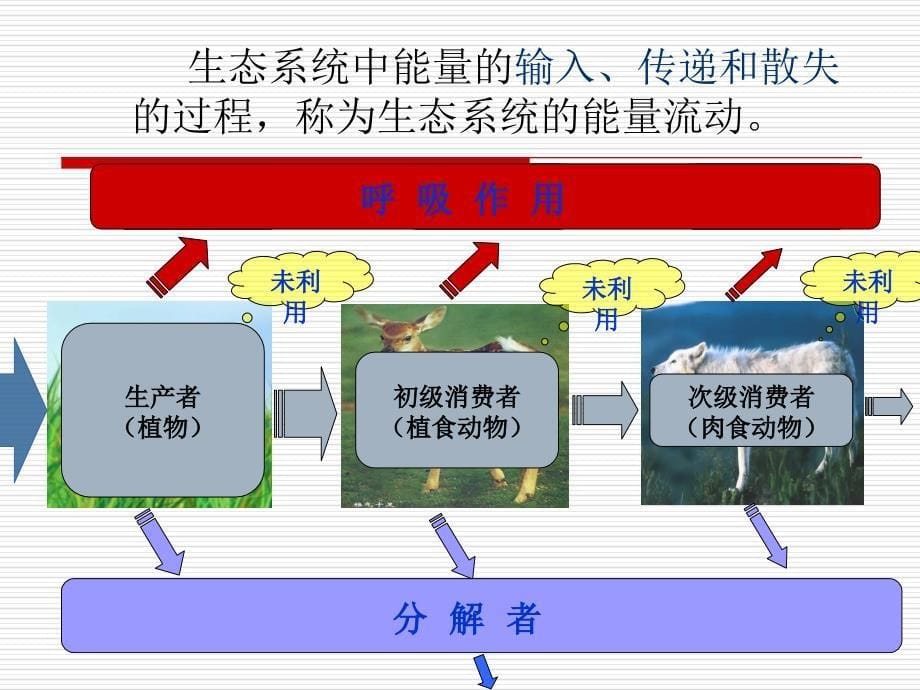 生态系统能量流动_第5页