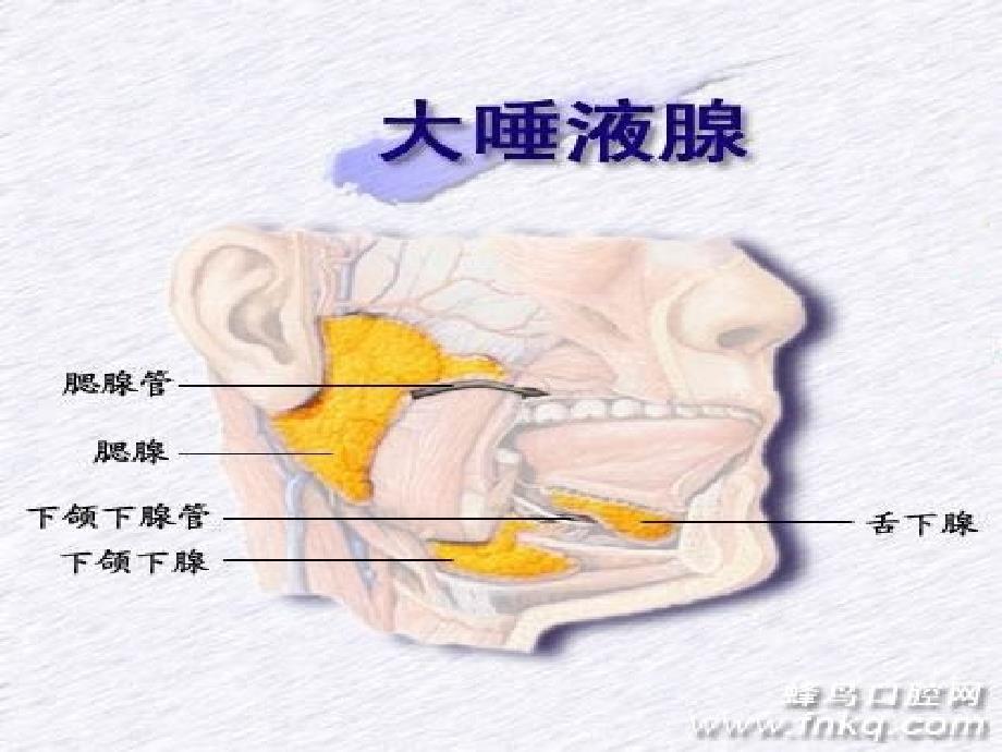 唾液腺常见疾病_第3页