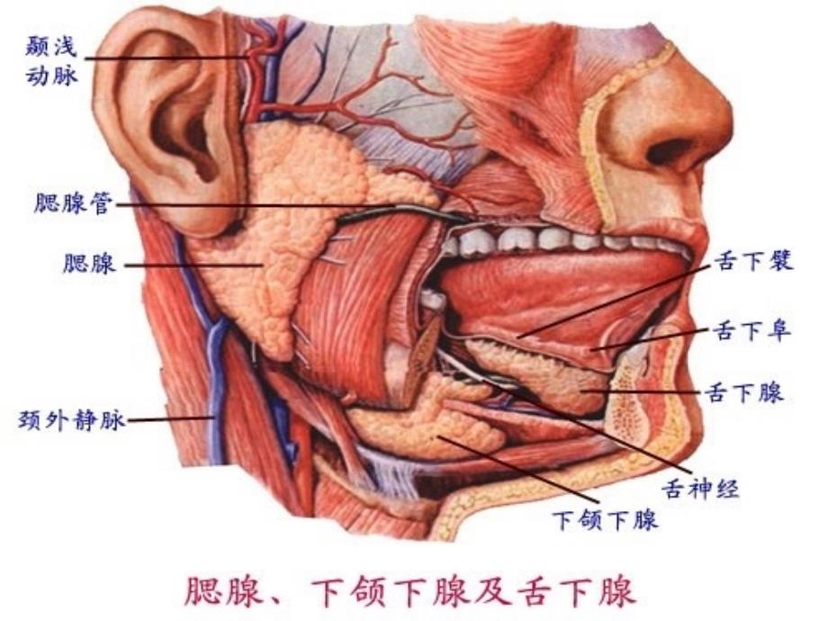 唾液腺常见疾病_第4页