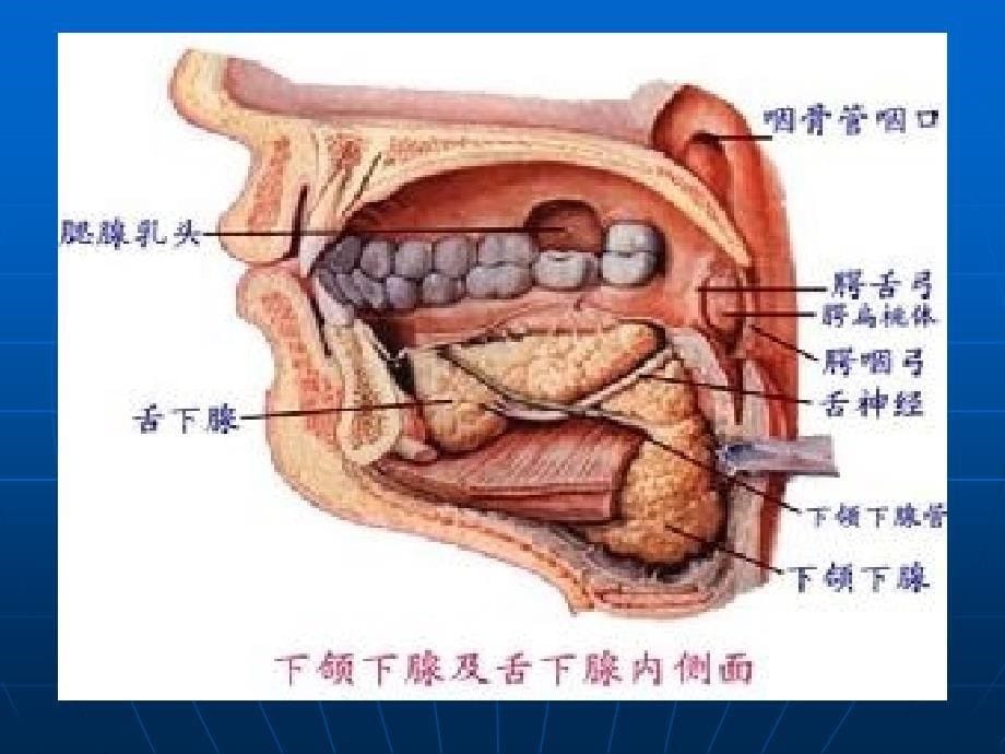 唾液腺常见疾病_第5页