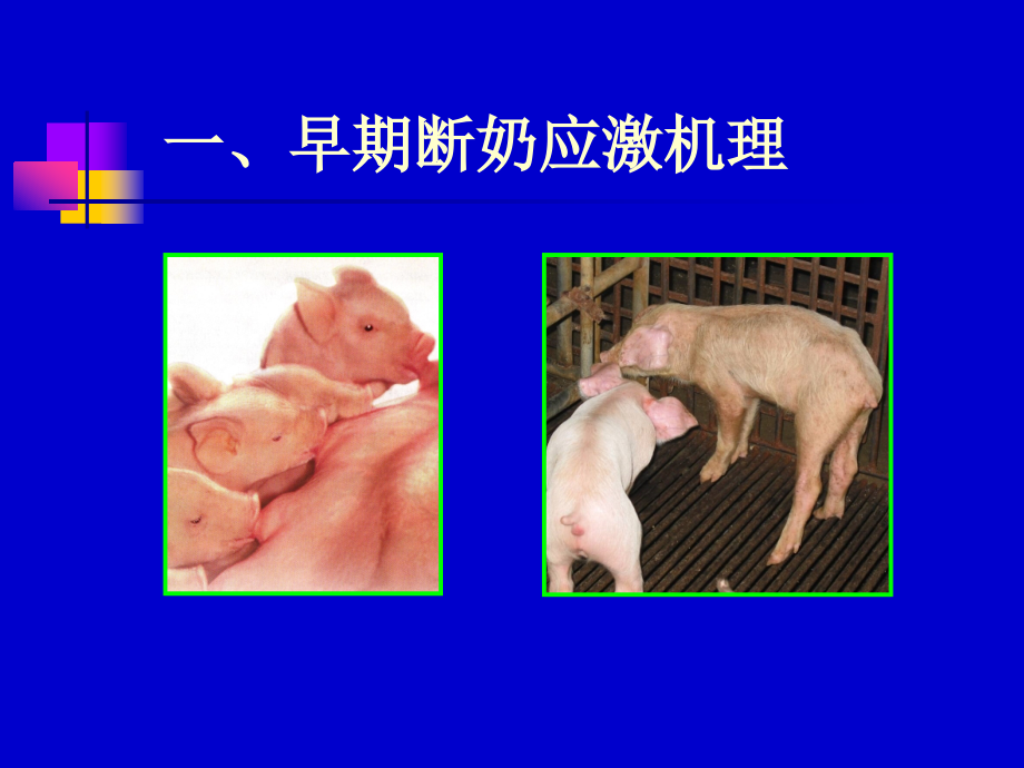 仔猪营养与教槽料配制_第4页