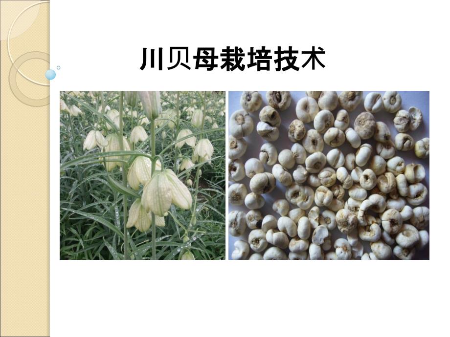 川贝母栽培技术_第1页