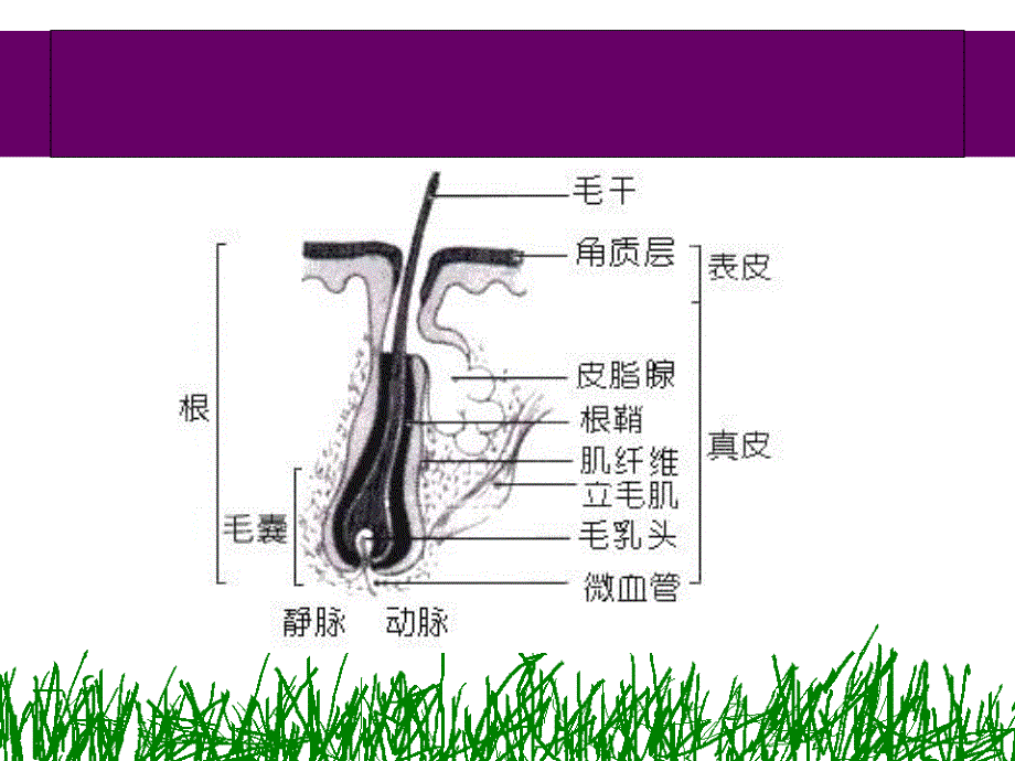 太阳神发再盛研究报告_第4页