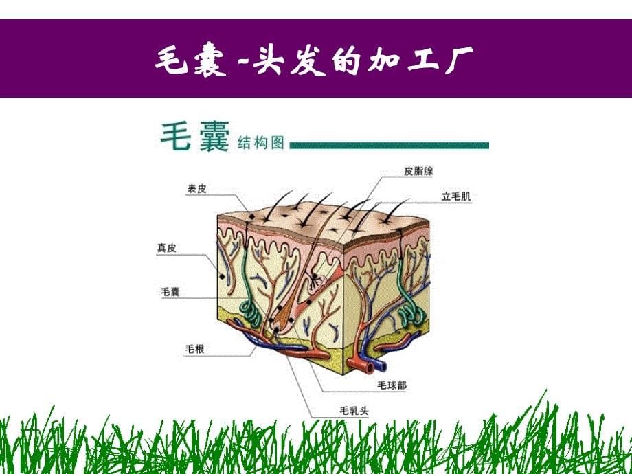 太阳神发再盛研究报告_第5页