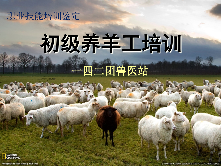 初级养羊工_第1页