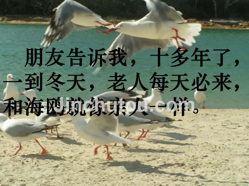 五年级语文上册 老人与海鸥 3课件 北京版_第2页