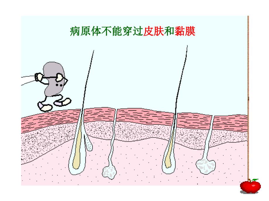 浙科版 第三章 第一节人体对抗病原体的非特异性防卫_第4页