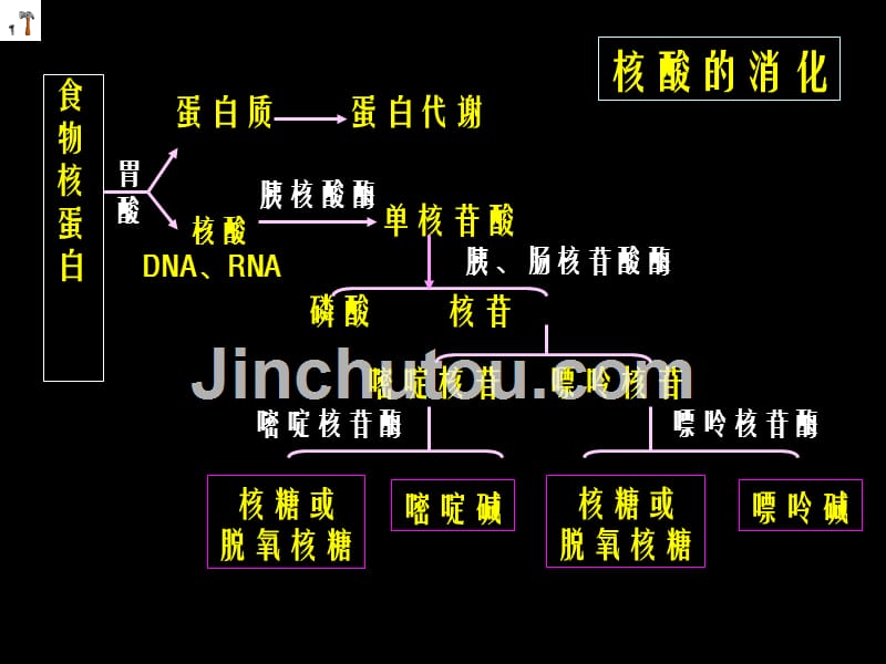 核苷酸代谢_第5页