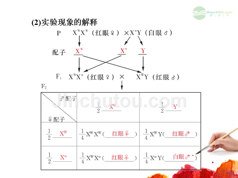 【名师导学】2013高考生物一轮复习 2.31 基因在染色体上课件 新人教版必修2_第5页