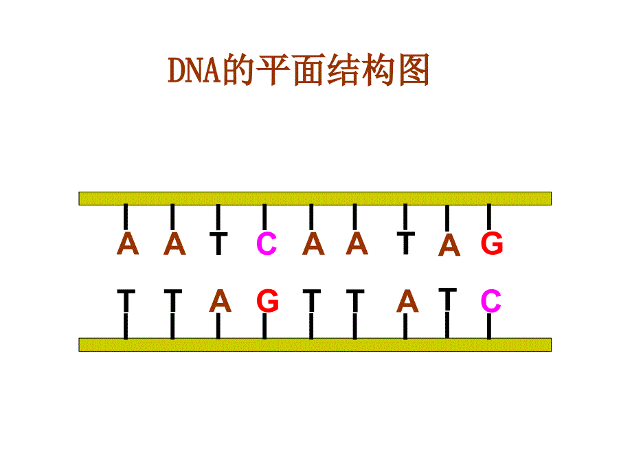 浙科版必修2--遗传信息表达_第4页