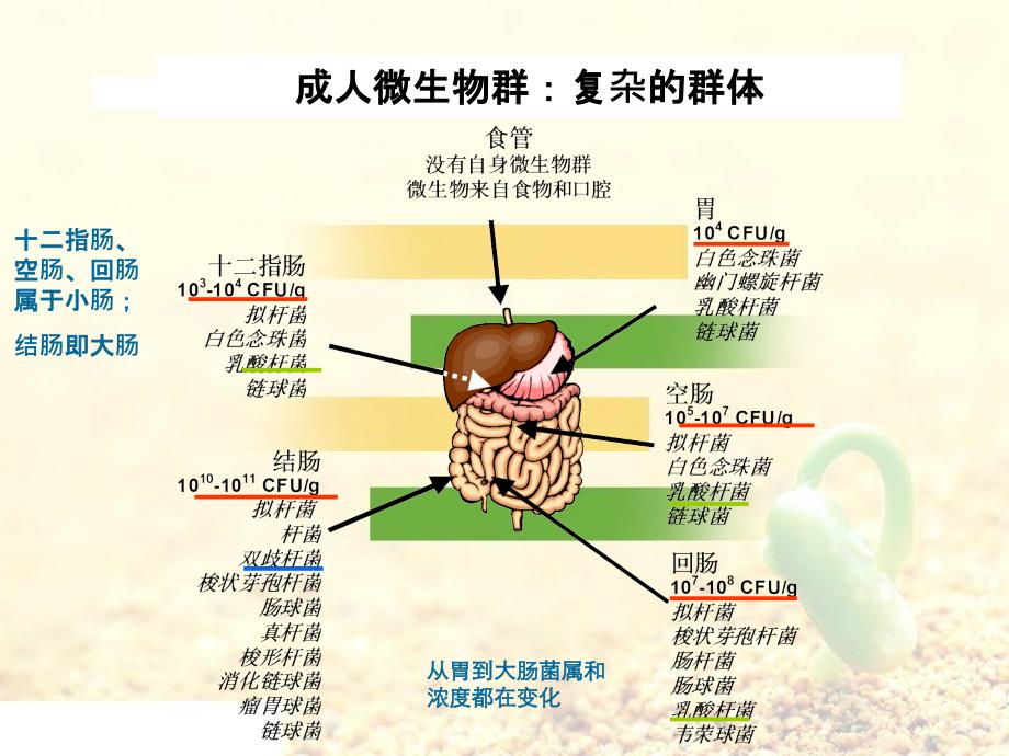 益生菌的相关知识_第4页