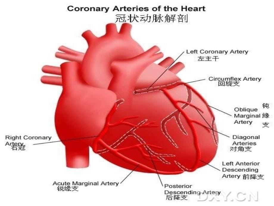 冠状动脉解剖 医学课件_第5页