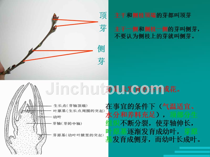 翼教版生物3.3《芽的发育与整枝打杈》课件（八年级上）_第4页