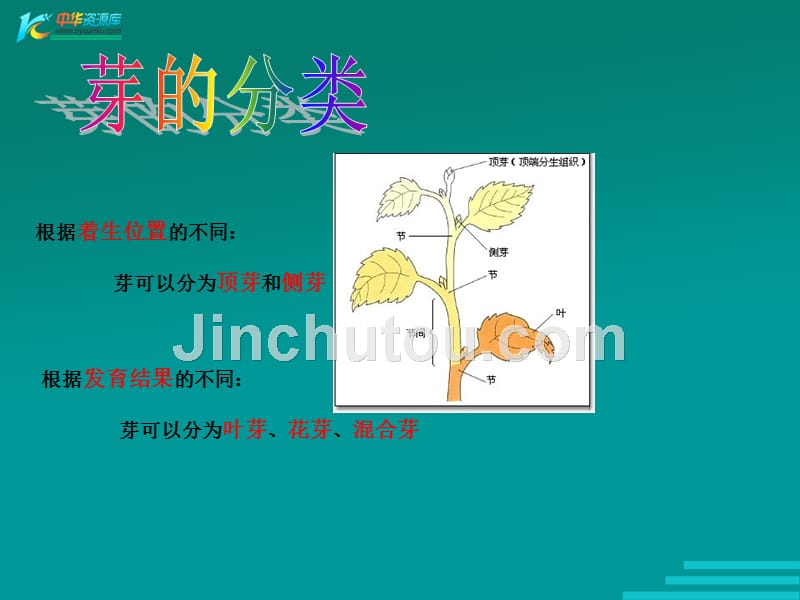 翼教版生物3.3《芽的发育与整枝打杈》课件（八年级上）_第5页