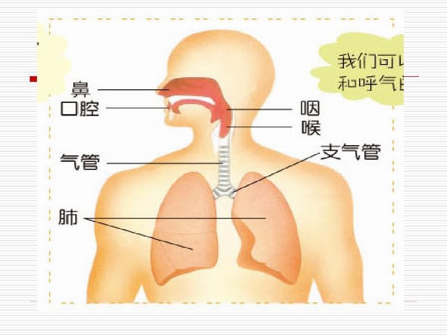 （青岛版五年制）五年级科学上册课件 我们的呼吸 2_第5页