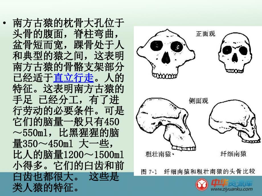 八年级生物下册课件 第21章第三节人类的起源和进化_第2页