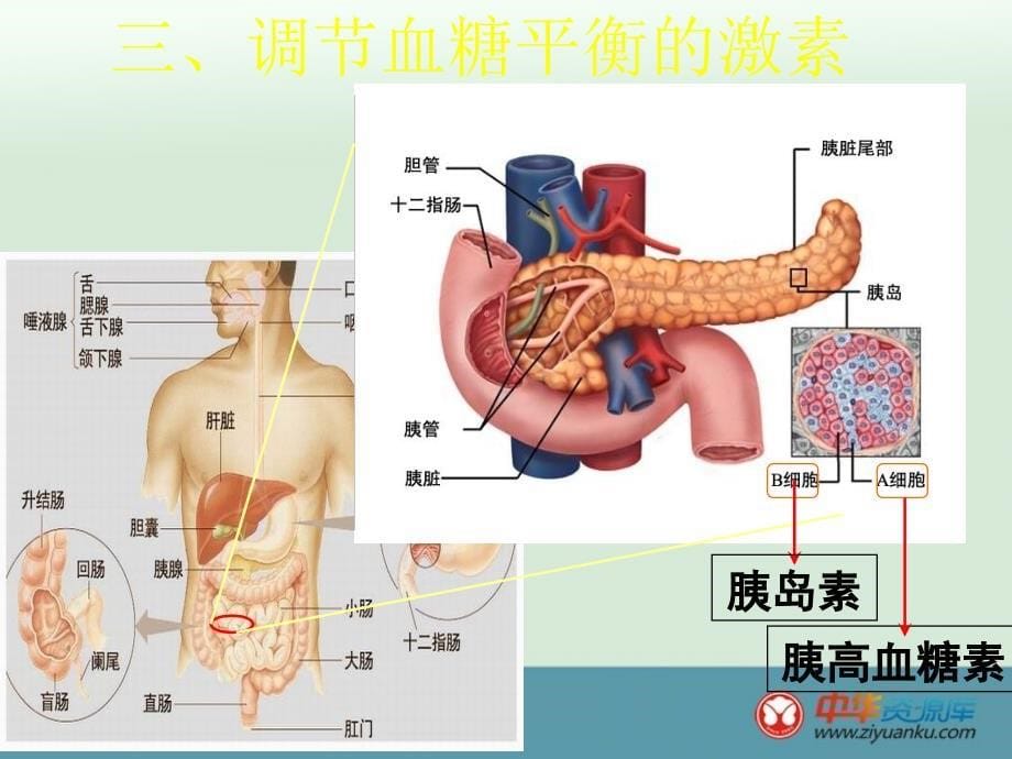 青海省第二分校八年级下册生物（三）课件《血糖的调节》_第5页