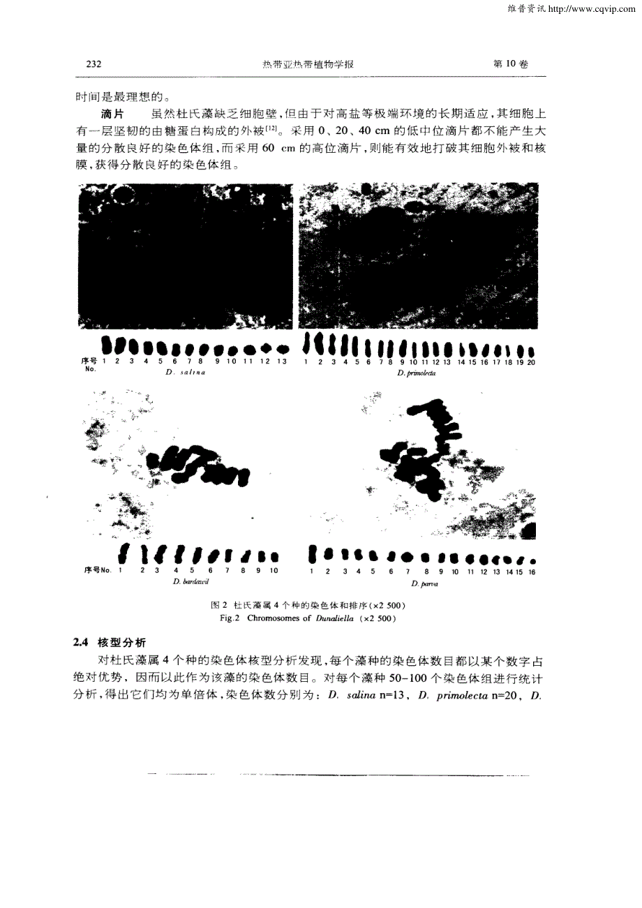 杜氏藻属四个种的核型分析_第4页
