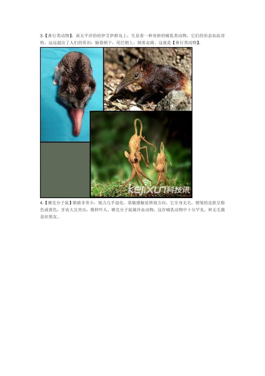 你绝对没见过的20种奇怪动物：草泥兔星鼻鼹领衔_第2页