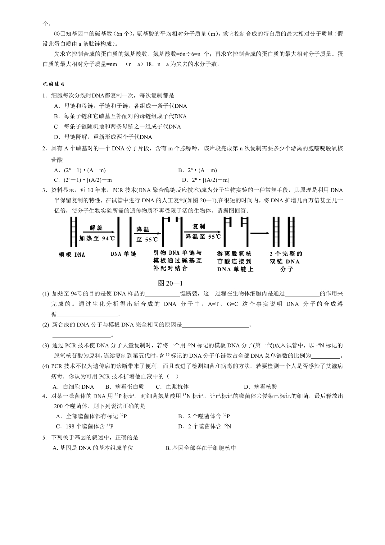 高中生物必修二-第五讲-DNA的复制及基因的表达(极力推荐)_第5页