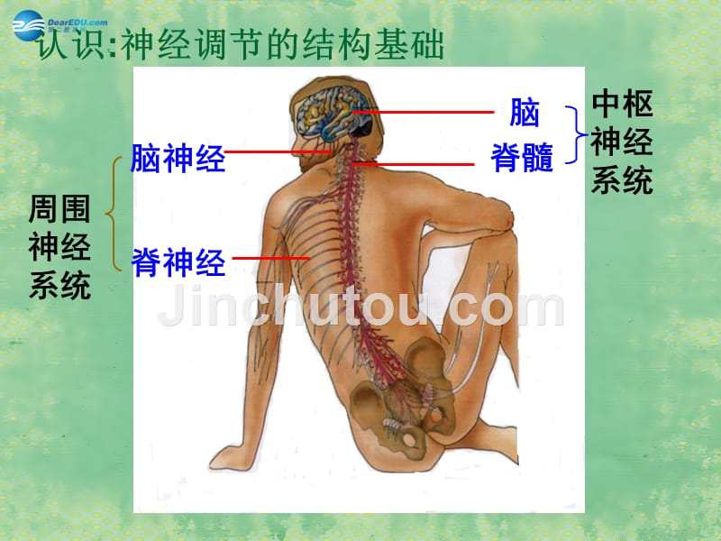 （教师用书）2015高中生物 第2章 第1节 通过神经系统的调节 PPT课件 新人教版必修3_第4页