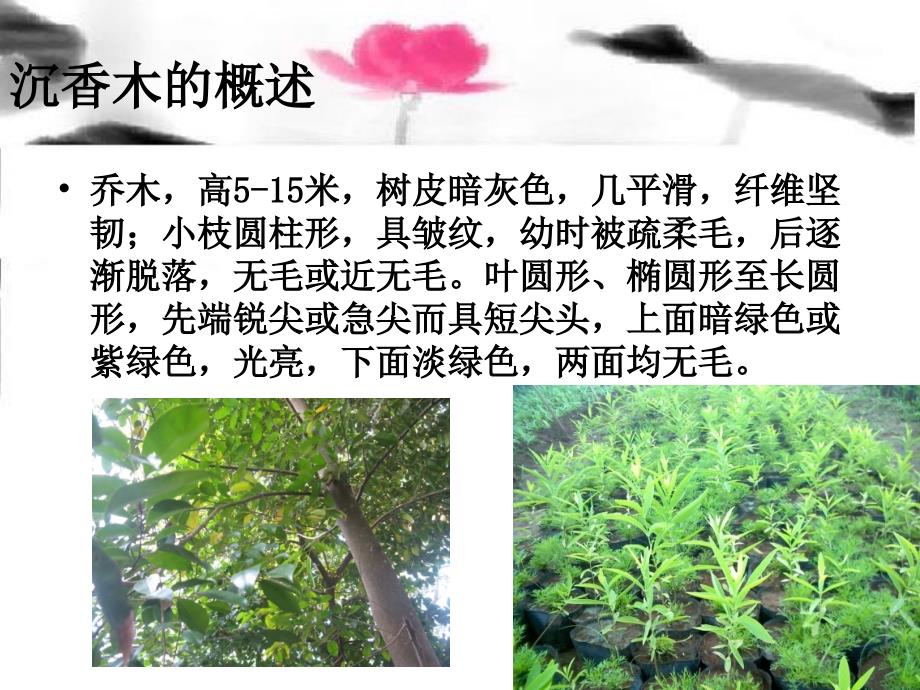 沉香木是什么样的.ppt沉香木是什么样的资料_第4页