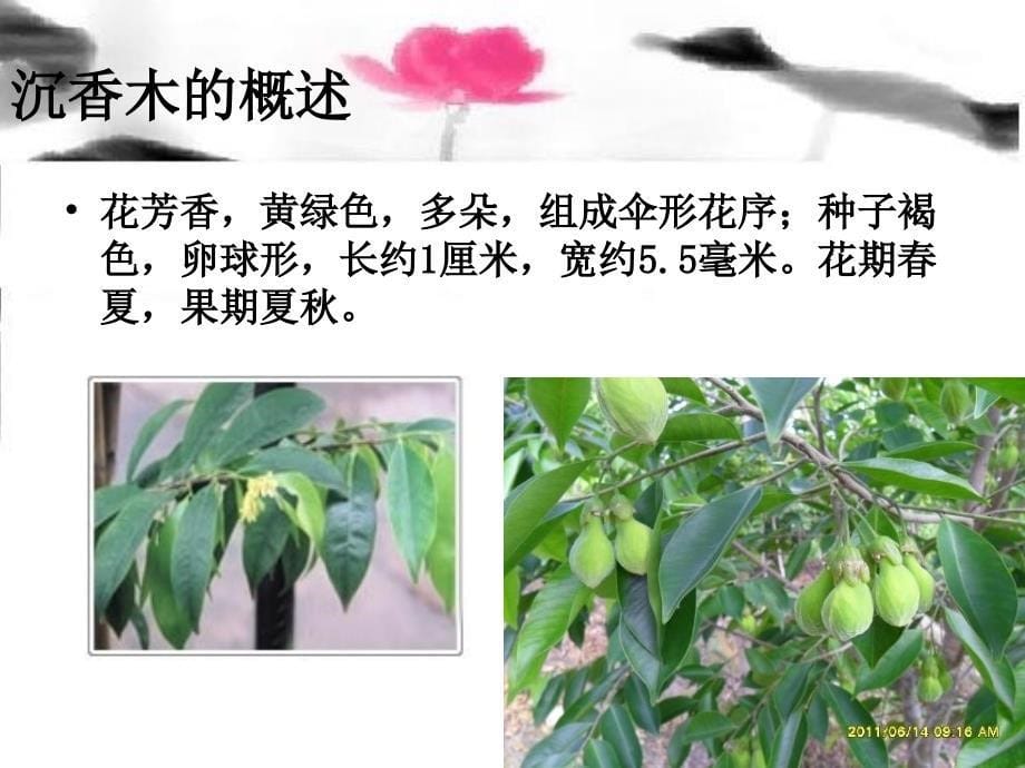 沉香木是什么样的.ppt沉香木是什么样的资料_第5页