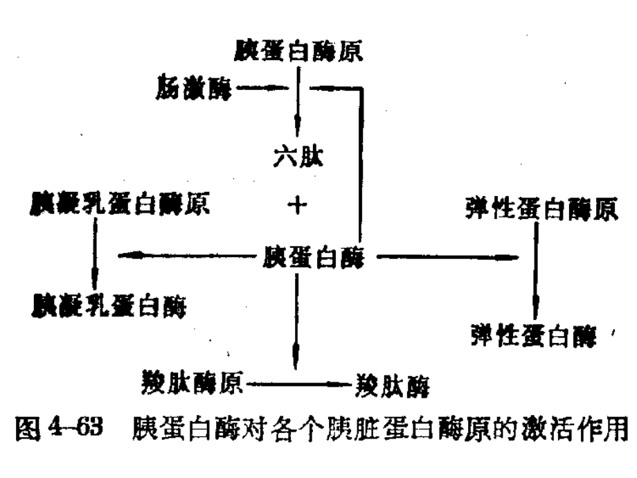 13章 蛋白质降解与氨基酸代谢_第3页