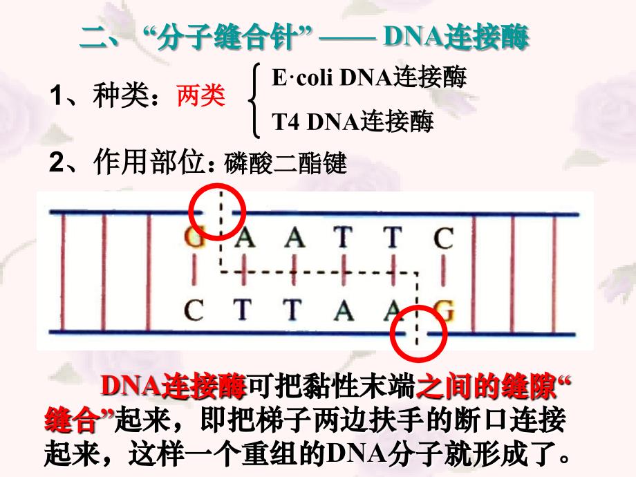 高二生物选修3_基因工程_ppt_第3页