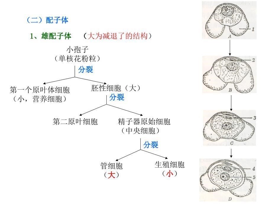 松柏纲植物的生活史_第5页