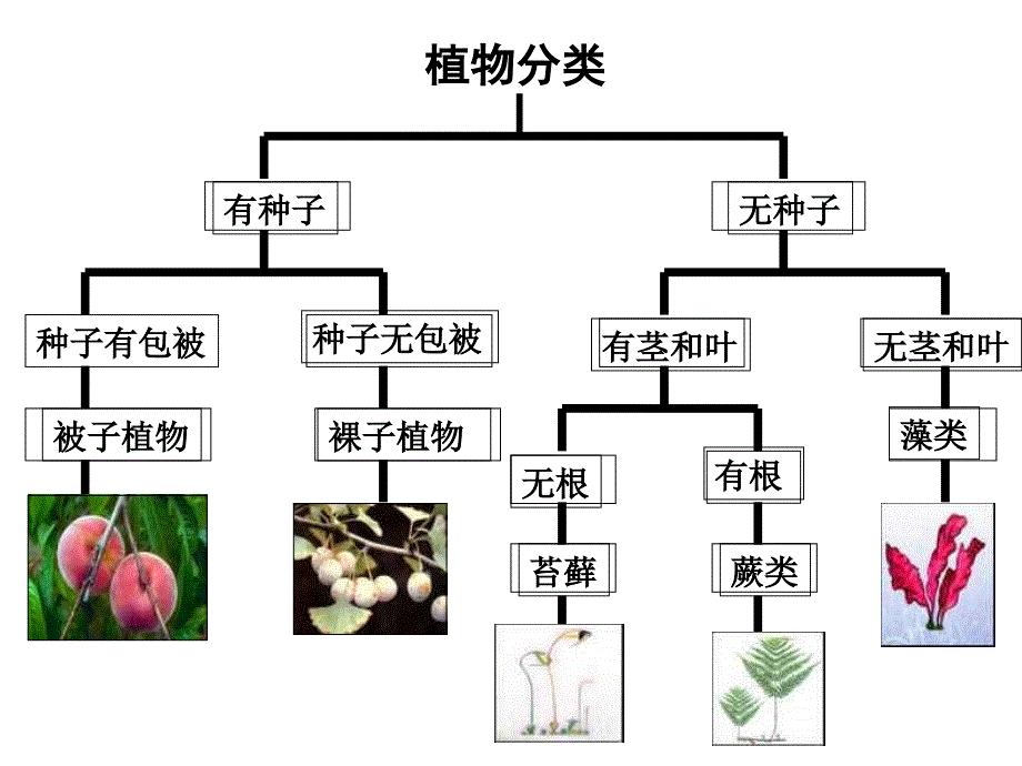 九年级科学生命系统的构成层次2_第3页