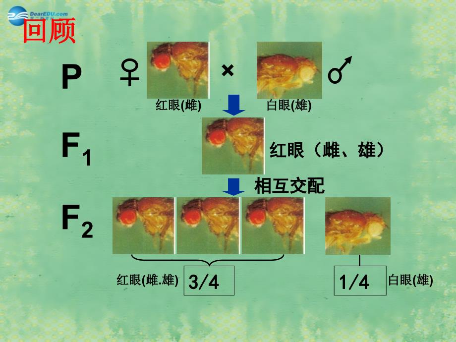 贵州省毕节梁才学校2014高中生物 2.3 伴性遗传课件2 新人教版必修2_第2页