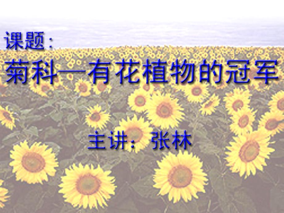菊科植物课件_第1页
