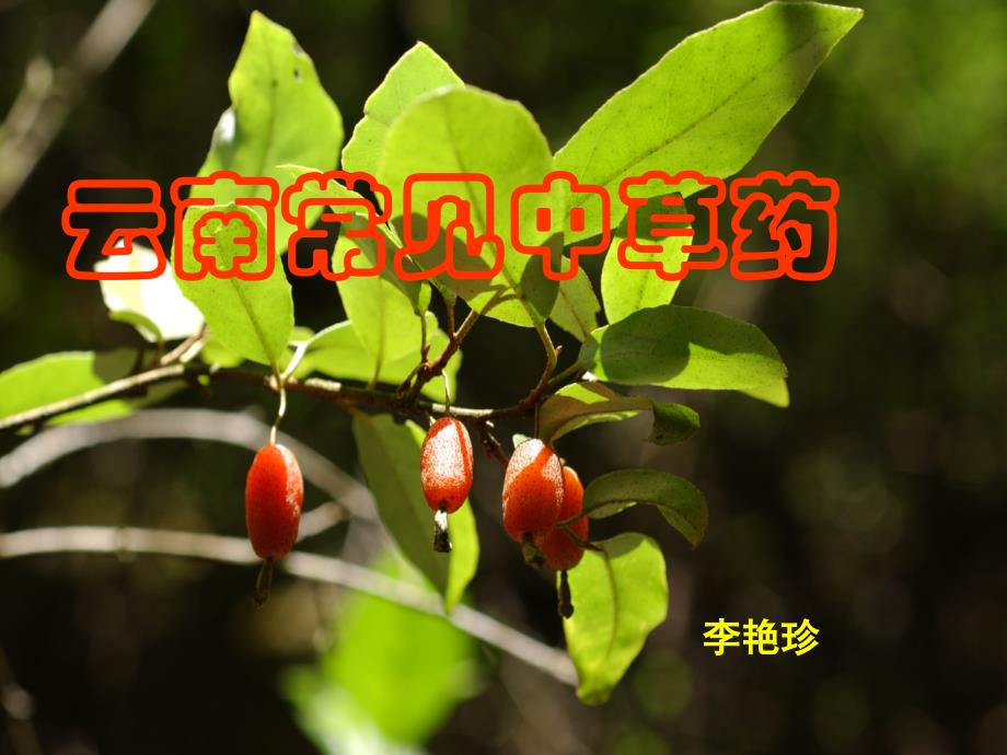 云南中草药_第1页