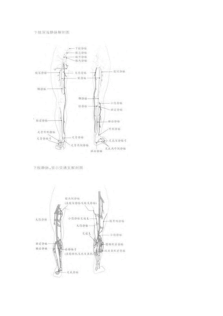 下肢血管解剖图_第1页