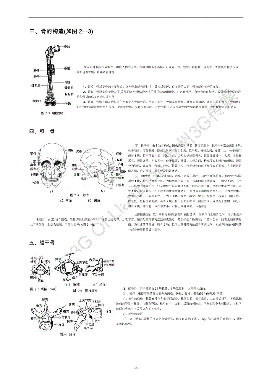 人体各部位名称及体表标志_第2页