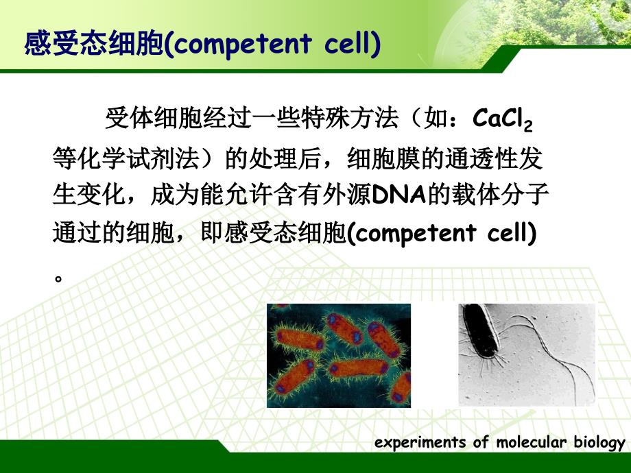 感受态细胞的制备及重组质粒的转化_第4页