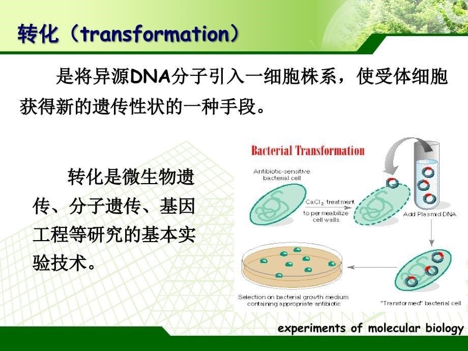 感受态细胞的制备及重组质粒的转化_第5页