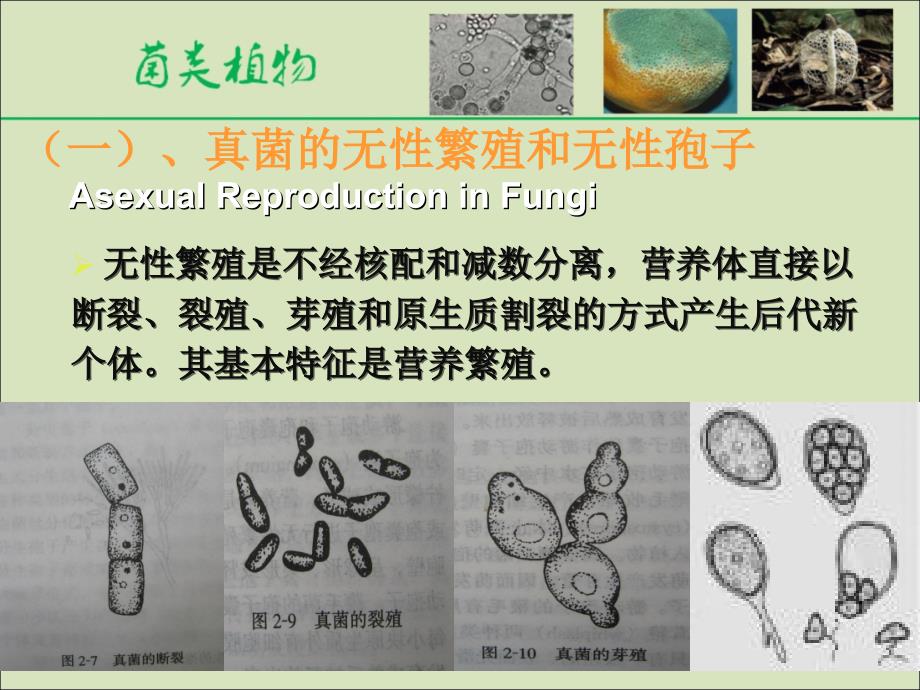 4真菌二(繁殖与分类)_第3页