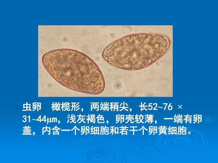 第六节曼氏迭宫绦虫_第5页