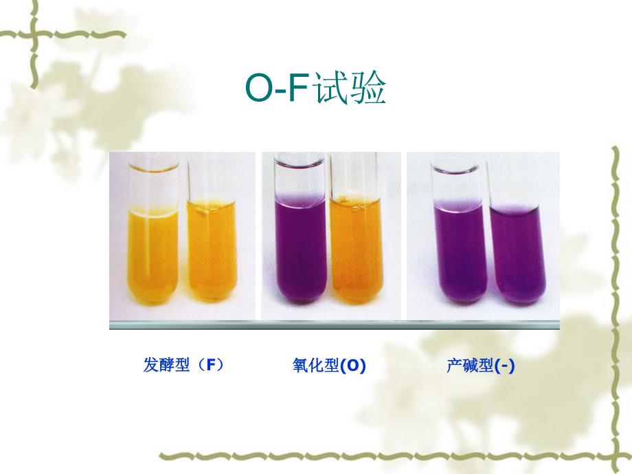 非发酵菌()_第3页