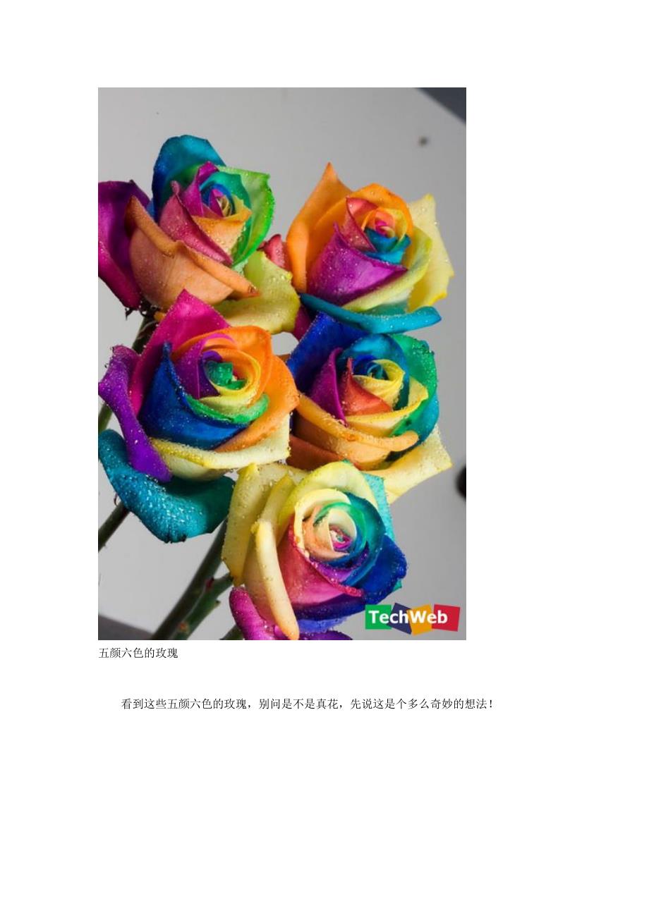 高科技培育的彩虹玫瑰 送给爱人的幸福之花_第1页