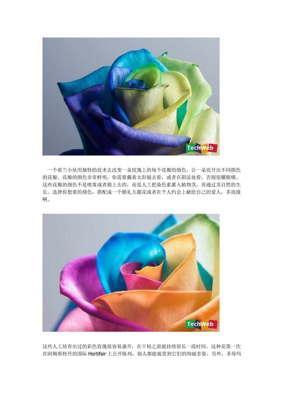 高科技培育的彩虹玫瑰 送给爱人的幸福之花_第2页