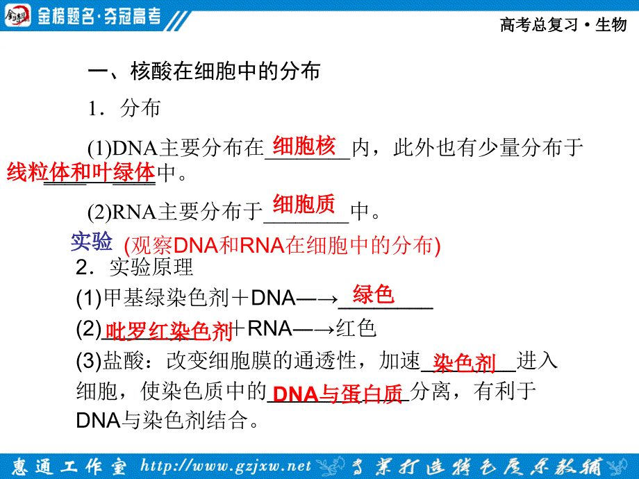 第一章第4节核酸、细胞中的糖类脂质_第2页