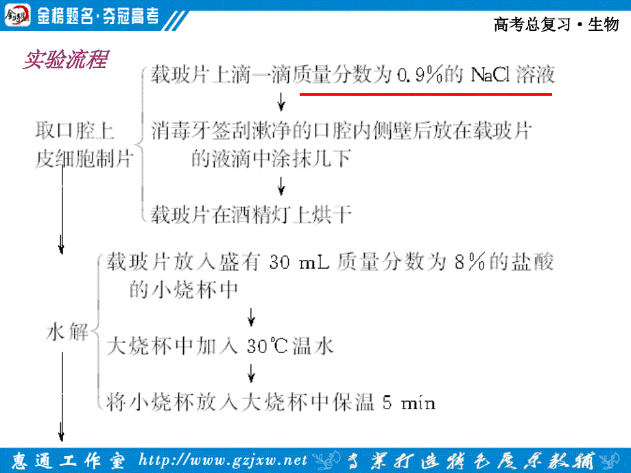 第一章第4节核酸、细胞中的糖类脂质_第3页