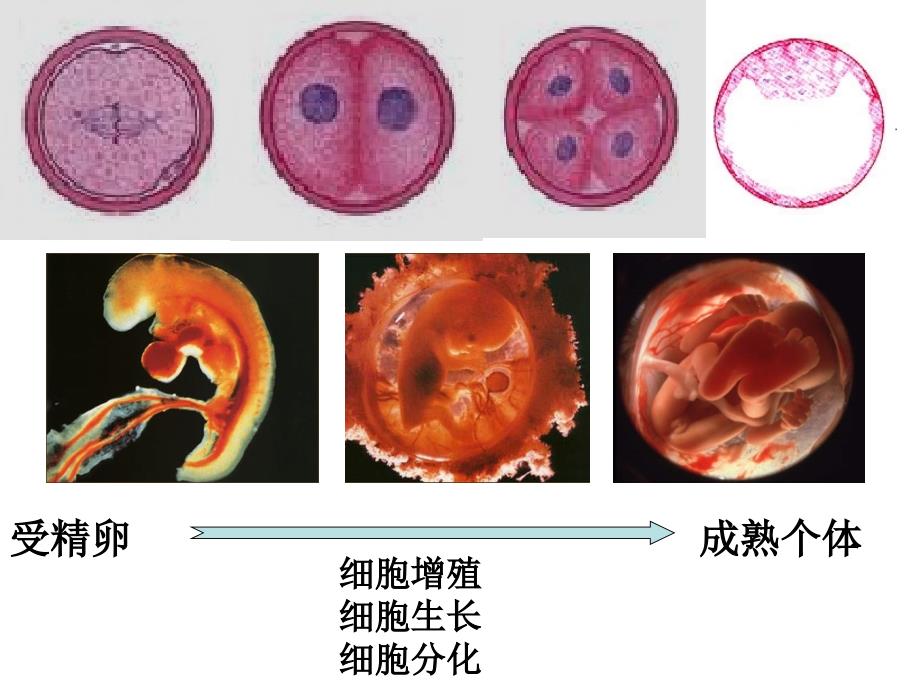 细胞的分化衰老凋亡癌变_第3页